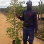 Dodonaea Angustifolia 20lt
