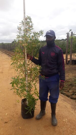 Dodonaea Angustifolia 20lt