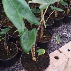 Alocasia Zebrina 14cm Pot