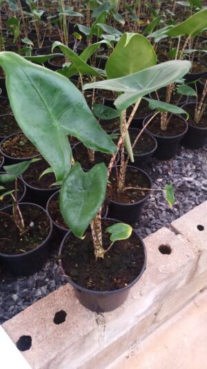 Alocasia Zebrina 14cm Pot