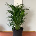 Areca Palm 30cm Pot (Bamboo Palm)