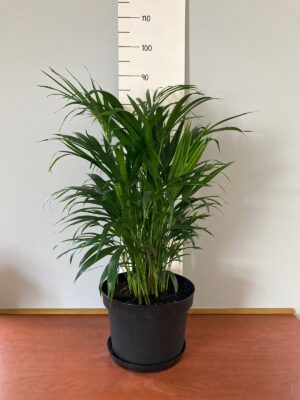 Areca Palm 30cm Pot (Bamboo Palm)