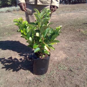 Viburnum Sinensis 10lt