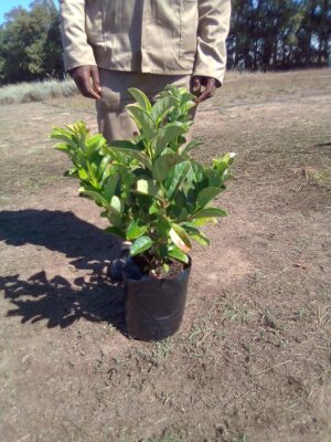Viburnum Sinensis 10lt