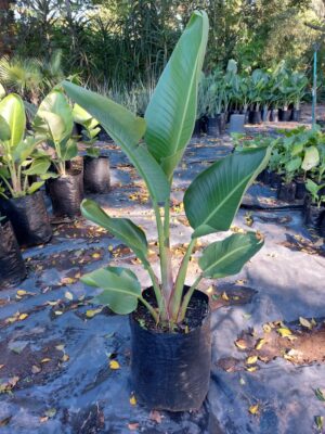 Strelitzia Nicolai 20lt
