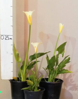 WhatsApp-Image-2022-08-23-at-4.14.16-PM.jpeg Zantedeschia Aethiopica 4lt (Arum Lily)