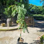 Murraya Koenigii 20lt (Curry Leaf Tree)