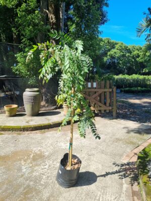 Murraya Koenigii 20lt (Curry Leaf Tree)