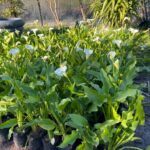 WhatsApp-Image-2023-08-31-at-16.50.54.jpeg Zantedeschia Aethiopica 4lt (Arum Lily)