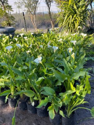 WhatsApp-Image-2023-08-31-at-16.50.54.jpeg Zantedeschia Aethiopica 4lt (Arum Lily)