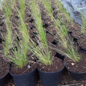 Aristida Junciformis Grass 4lt