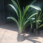 Clivia Yellow 4lt