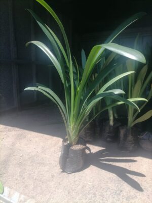Clivia Yellow 4lt