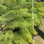 Jacaranda Mimosifolia 40lt