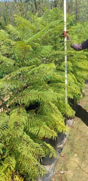 Jacaranda Mimosifolia 40lt