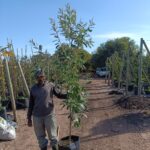 WhatsApp-Image-2024-05-20-at-12.08.03.jpeg Brachylaena Discolor 40lt