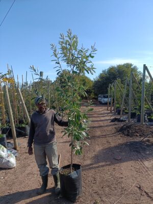 WhatsApp-Image-2024-05-20-at-12.08.03.jpeg Brachylaena Discolor 40lt