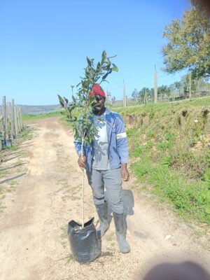 Syzygium Guineense Tall Tree 20lt