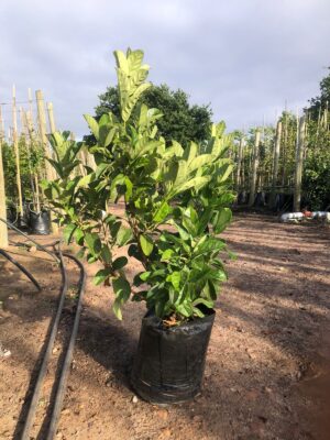 Viburnum Sinensis 20lt