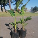 Strelitzia Nicolai 10lt