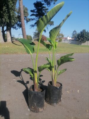 Strelitzia Nicolai 10lt