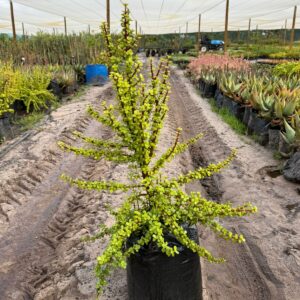 Portulacaria Afra, Spekboom 20lt