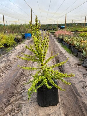 Portulacaria Afra, Spekboom 20lt