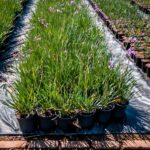 Tulbaghia violacea 17cm (Wild Garlic)