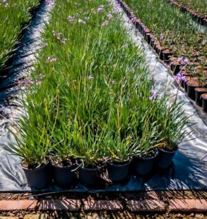 Wild-Garlic-2.jpg Tulbaghia violacea 17cm (Wild Garlic)