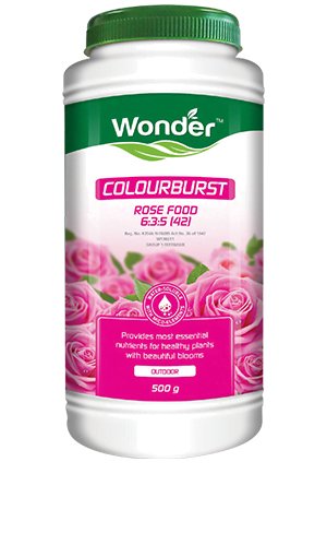 Wonder Colourburst Rose 500g