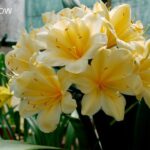 Clivia Yellow 4lt