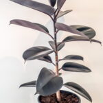 Ficus Elastica Abidjan 24cm