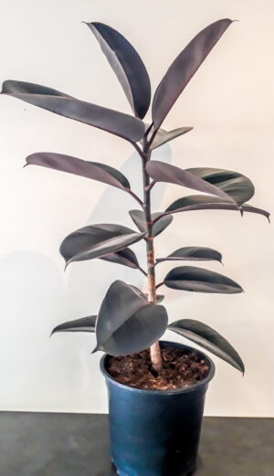 Ficus Elastica Abidjan 24cm