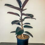Ficus Elastica Abidjan 24cm