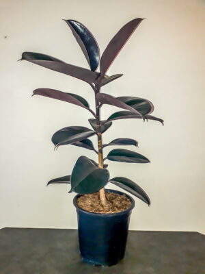 Ficus Elastica Abidjan 24cm