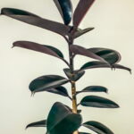 Ficus Elastica Abidjan 24cm