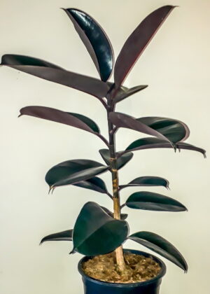 Ficus Elastica Abidjan 24cm