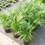 Areca Palm 19cm Pot (Bamboo Palm)