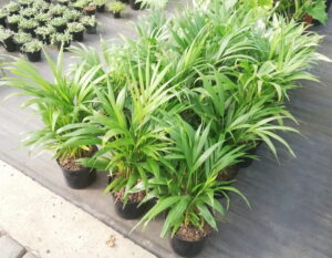Areca Palm 19cm Pot (Bamboo Palm)