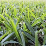 Buffalo Grass Plug Tray
