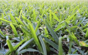 Buffalo Grass Plug Tray