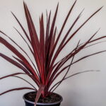 Cordyline Red Star 19cm