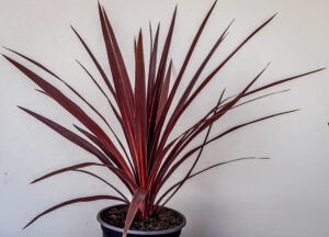 Cordyline Red Star 19cm