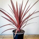 Cordyline Red Star 19cm