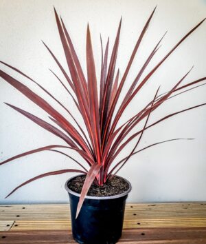 Cordyline Red Star 19cm