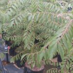 Murraya Koenigii 20lt (Curry Leaf Tree)