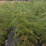 Murraya Koenigii 20lt (Curry Leaf Tree)
