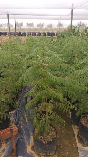 Murraya Koenigii 20lt (Curry Leaf Tree)