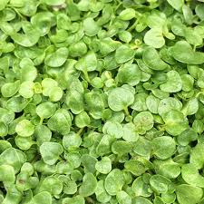 Corsican Mint 6 Pack