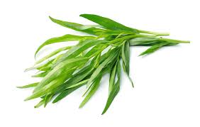 Tarragon 6 Pack